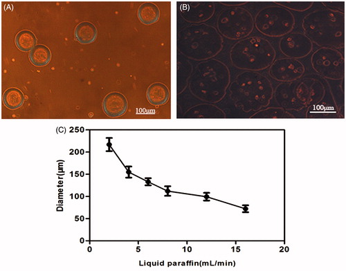 Figure 3. (A) Fresh microcapsules released from the outlet; the morphology was round with consistent sizes. (B) Photomicrographs of transduced BMP-2 gene BMSCs encapsulated in the CMC-Ph microparticles of average 100–150 μm in diameter (Nikon Eclipse Ti-U, Japan). (C) Different diameters of CMC-Ph microcapsules with different rates of liquid paraffin (CMC-Ph solution at a consistent speed of 60 μL/min). Error bars show the standard deviation of randomly selected 60 microparticles.