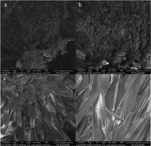 Figure 2. SEM images of crystal of honey (a and b) and glucose (c and d). The magnification of a, c and b, d was 1500 and 3000 times, respectively.
