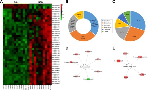 Figure 4 (A) Heat map of differentially expressed CSF metabolites in CON and NOD macaques. (B) Chemical taxonomy and (C) cellular locations based on the annotations of Human Metabolome Database (HMDB). The predicted biological functions were significantly involved in the biosynthesis of lipid (D) and uptake of amino acids (E).