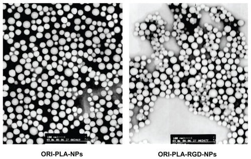 Figure 2 Transmission electron microscopy images of oridonin-loaded atactic poly(D,L-lactic acid) nanoparticles (ORI-PLA-NPs) and ORI-PLA-NPs further modified by surface cross-linking with the peptide Arg-Gly-Asp (ORI-PLA-RGD-NPs) (magnification 43,000×).