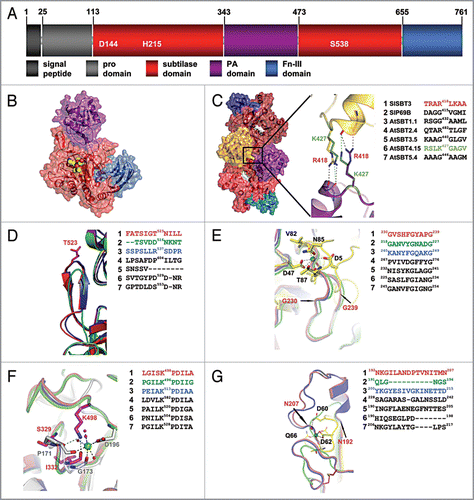 Figure 1 Structural comparison of plant subtilases. (A) Domain architecture of SlSBT3. In addition to the domain borders the three residues constituting the active site are displayed. (B) Structure of the SlSBT3 monomer. Color coding of the domains is like in (A). The bound chloromethylketone (cmk)-inhibitor is shown as ball model in yellow (carbon), red (oxygen) and blue (nitrogen). (C) Functional homodimer of SlSBT3. The region of the direct contact between the two PA domains (gold, purple) is highlighted. In this and all the following panels, a sequence alignment of the relevant regions in SlSBT3 and the modeled subtilases is shown on the right. The sequences highlighted in color were included in the structural alignment on the left. (D) Structure of the partially conserved β-hairpin. (E) Structure of the region corresponding to the conserved calcium-binding site 1 (Ca-1) in thermitase (yellow sticks, PDB code: 1THM). (F) Functional substitution of the conserved Ca-2 (white sticks, PDB code 1S2N) site by a lysine side chain in plant subtilases. (G) Structure of the region corresponding to the less conserved Ca-3 site in thermitase (yellow sticks, PDB code: 1THM). For details, see text.