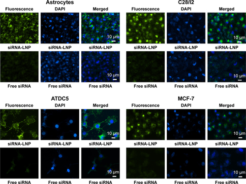 Figure S1 LNPs transfection efficiency.Notes: Fluorescence signals were obvious in the LNP-control siRNA-treated cells including astrocytes, chondrocytes cell line C28/I2, chondrogenic cell line ATDC5, and breast cancer cell line MCF-7. In contrast, there were no fluorescent signals when these cells were treated with free control siRNA.Abbreviations: DAPI, 4′,6-diamidino-2-phenylindole; LNP, lipid nanoparticle; siRNA, small interference RNA.