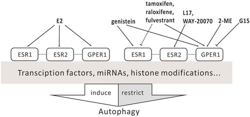 Figure 2. Action of ESR ligands on autophagy. Dashed lines indicate tissue type-dependent activation or inhibition; dotted lines indicate crosstalk between receptors.