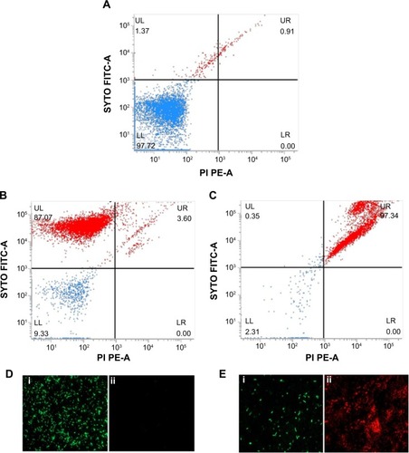 Figure 5 Live/Dead staining of planktonic Pseudomonas aeruginosa PAO1 cells by flow cytometer and FM.Notes: Flow cytometer scatter plot for (A) untreated and unstained P. aeruginosa cells, (B) untreated SYTO9/PI stained, and (C) PBSNPs MIC-treated P. aeruginosa PAO1 cells stained with SYTO9/PI stains was analyzed; LL shows the unstained cells, UL region represents live cells, and dead cells are seen in the UR region. FM of cells prepared (D) untreated stained cells and (E) PBSNPs MIC-treated stained cells (i) represents live cells stained as green, (ii) dead cells stained as red.Abbreviations: FITC, fluorescein isothiocyanate; PE, phycoerythrin; FM, fluorescence microscopy; PBSNPs, polymyxin B-capped silver nanoparticles; MIC, minimum inhibitory concentration; LL, lower left; LR, lower right; PI, propidium iodide; UL, upper left; UR, upper right.