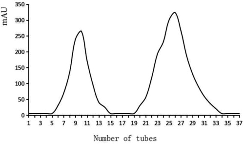 Figure 4. Purification of bacteriocin by cation exchange chromatography.