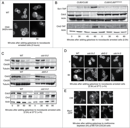 Figure 1. CDH1m11 expression enables mitotic exit with bypass of the MEN and FEAR pathways. (A) Cells were arrested with nocodazole for 3 hours and CDH1m11 expression induced by addition of 4% galactose. Cells were stained with calcofluor white to visualize cell walls and septa. (B) Diploid cells were arrested with nocodazole and galactose was added to induce CDH1m11 expression. Samples were taken at indicated times and processed for immunoblotting. (C) Cells were arrested with nocodazole at 37°C as indicated and galactose was added to induce CDH1m11 expression. (D) Cells were arrested with nocodazole for 2.5 hours and CDH1m11 expression induced by addition of 4% galactose. Cells were stained with calcofluor white to visualize cell walls and septa. In all strains, rebudding occurred. (E) Cells expressing Cdc20 under the control of the MET25 promoter were grown overnight in SC-Ura-Met 2% raffinose media. 80mg/liter methionine was added to repress Cdc20 expression. After 5 hours, cells were transferred to glass bottom Petri dishes and immobilized using Concavalin A. Galactose was added to induce CDH1m11 expression. Images of Myo1-GFP were taken at indicated times. Although rebudding occurs, Myo1-GFP remains at the bud neck.