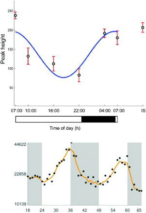 FIGURE 4.  (Top panel) The temporal profile of palmitoylcarnitine in human plasma. (Bottom panel) CPT1a gene expression in a mouse model from an independent study (Hughes et al., Citation2009). Black/gray bars indicate lights-off and the white bar lights-on.