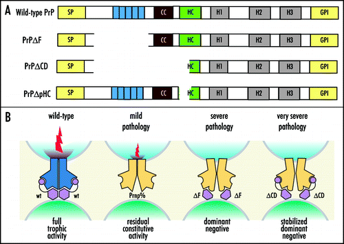 Figure 3 A model for the effects of PrPC deletion and deletion mutants of PrPC. (A) Schematic diagram of wild-type PrPC and deletion mutants. SP, signal peptide; octapeptide repeats are indicated in blue; CC, charge cluster; HC, hydrophobic core; H1, H2, H3 Helix 1,2 and 3, respectively; GFP, GPI-anchor addition sequence (B). PrP (black) consists of a globular C-terminal domain (hexagon) and a N-terminal flexible tail (arch) encompassing the octapeptide repeats (ORs) (circle). The model rests on the following assumptions: (1) PrP activates a hitherto unidentified receptor (PrPR) which transmits myelin maintenance signals (flashes); (2) in the absence of PrP, PrPR exerts some residual activity, either constitutively or by recruiting a surrogate ligand; (3) the activity of PrP and its mutants requires homo- or heterodimerization, and induces dimerization of PrPR; and (4) PrP dimers containing PrPΔCD or PrPΔCD trap PrPR in an inactive dominant-negative state. Finally, (5) the OR region stabilizes the interaction between PrP and PrPR, but does not contribute directly to signaling.