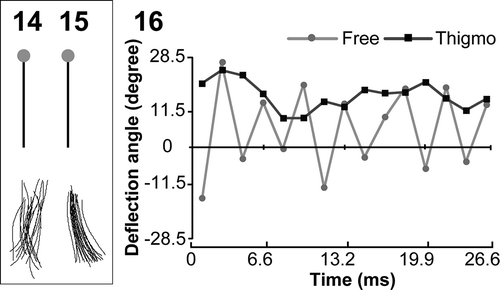 Figs 14–16. The posterior flagellar (PF) waveforms of free- and thigmotactic-swimming male gametes. Figs 14, 15. Trace of the PF waveforms in free- (Fig. 14) and thigmotactic-swimming male gametes (Fig. 15). Twenty forms were chosen every 1.6 ms and traces of the PF were merged. Black bars show 5 µm reference line and grey dots indicate the anterior end of the cell body. Fig.16. The deflection angle at 1 µm from the tip of PF is plotted against time.