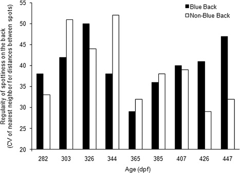 Figure 5. Mean level of regularity (CV) of nearest neighbor for distances between spots of the dark spots on the back skin of the BB and NBB individuals of rainbow trout during juvenile development.Note: Closed bars, BB juveniles; open bars, NBB juveniles. X axis show each development stages in dpf.