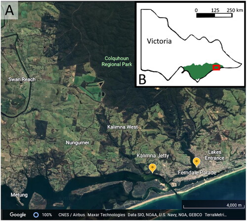 Fig. 1. Locality details. A, Map showing location of the two study localities (yellow pins) (Google Earth 2022). B, Map of Victoria showing location of the Gippsland Basin (in green) and approximate area of Fig. 1A (red box).