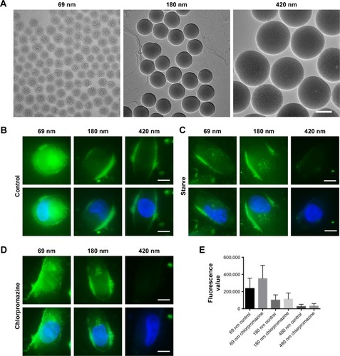 Figure 6 Internalization of different sizes of SiO2 NPs in K-rasG12C MIA PaCa-2 cells.Notes: (A) Different sizes of SiO2 NPs were detected by transmission electron microscopy. Bars, 200 nm. (B) Three sizes of SiO2 NPs were treated on K-rasG12C MIA PaCa-2 cells, respectively, for 1 hour before imaging. (C) SiO2 NPs were added to cells after FBS starvation for 18 hours. (D) Cells were treated with chlorpromazine for 30 minutes before treatment with MSNs. Bars, 10 µm. (E) The quantity of internalized SiO2 NPs was analyzed by Imaris. All data are mean±SEM.Abbreviations: FBS, fetal bovine serum; SEM, standard error of the mean; SiO2 NP, silica nanoparticle; MSN, monodispersed silica nanoparticle.