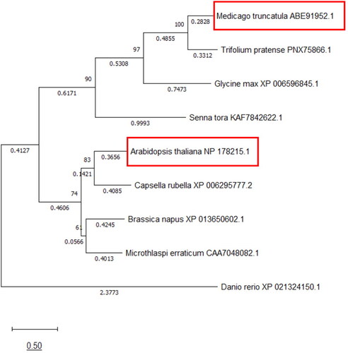 Figure 1. Phylogenetic tree of proteins containing a Zn-CCHC domain. The At-Zn-CCHC and Mt-Zn-CCHC protein sequences were used for BLASTP search for proteins with a Zn-CCHC domain. The phylogenetic tree was constructed using the MEGAX software by the Maximum Likelihood method and JTT matrix-based model. The tree with the highest log likelihood (-10431.62) is shown. The percentage of trees in which the associated taxa clustered together is shown next to the branches. Initial tree(s) for the heuristic search were obtained by applying the Neighbor-Joining method to a matrix of pairwise distances estimated using the JTT model. The tree is drawn to scale, with branch lengths measured in the number of substitutions per site (next to the branches).