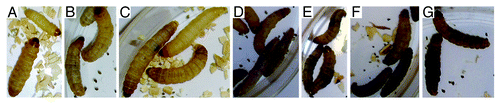 Figure 4. Infection of G. mellonella with H. capsulatum G184AR yeast cells induces melanization of the larva in a dose dependent manner. Larvae were injected with (A) PBS, (B) 101, (C) 102, (D) 103, (E) 104, (F) 105 or (G) 106 colonies of H. capsulatum/larvae. The images were taken 6 h after infection at 25°C.