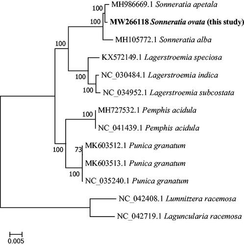 Figure 1. Maximum-likelihood phylogenetic tree for S. ovata based on 13 complete chloroplast genomes.