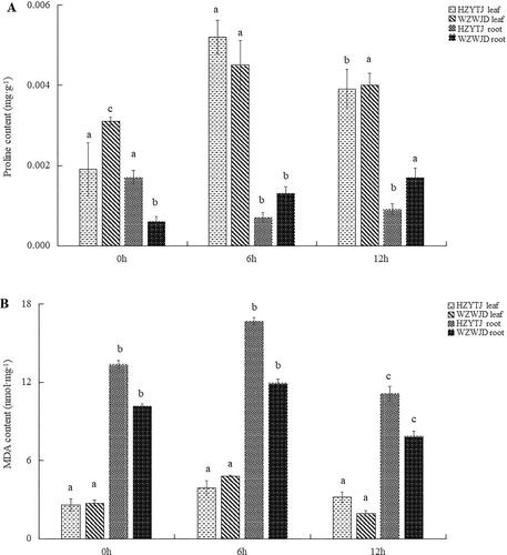 Figure 3. Changes in the proline contents (mg·g−1 fresh weight) (A) and MDA contents (Nmol·mg−1 fresh weight) (B) in leaves and roots of common bean varieties ‘WZWJD’ and ‘HZYTJ’ during 10% PEG-simulated drought stress and rewatering. Samples (leaves and roots) were collected at three time points, specifically, when untreated (0 h), when wilting after treatment (6 h after treatment), and after transfer to 1/2 Hoagland solution rehydration treatment (12 h after transfer). Error bars are standard errors of the mean from three biological replicates. The different letters indicate significant differences at p < 0.05 (student’s t-test).