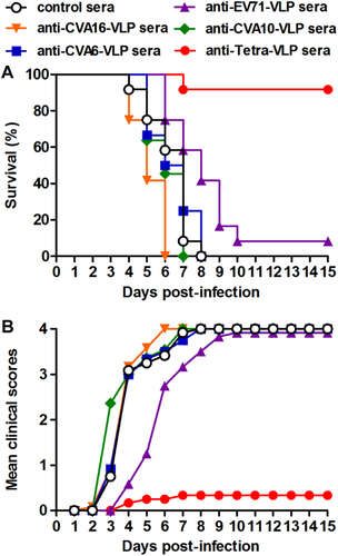 Fig. 7 Anti-Tetra-VLP sera effectively protected recipient suckling mice against lethal viral co-infection.Groups of six-day-old ICR mice (n = 11–12/group) were i.p. administered with pooled anti-EV71-VLP, anti-CVA16-VLP, anti-CVA10-VLP, anti-CVA6-VLP, anti-Tetra-VLP, or control sera, followed by simultaneous inoculation one day later with EV71/MAV-W, CVA16/MAV, CVA10/S0148b, and CVA6/S0087b. a Survival and b clinical score were monitored daily for 15 days following challenge. Clinical scores were graded as described in the legend of Figure 5