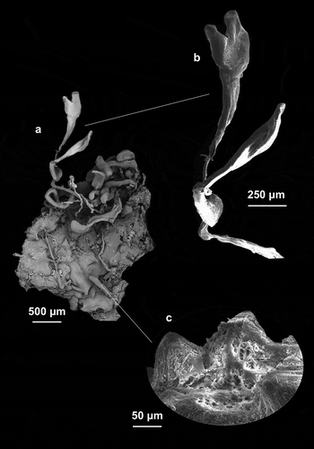Figure 3. (a) Specimen with thin branching processes that they end up widening. (b) Magnification of the branching processes. (c) Conulose surface with evident fibrous network