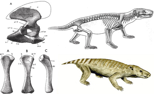 Figure 12. Thrinaxodon Liorhinus, a Cynodont (early mammal), which lived in the mid-Triassic (approx. 230 mya), fossils found in Africa and Antarctica, then joined in Pangaea (from Jenkins Citation1971).