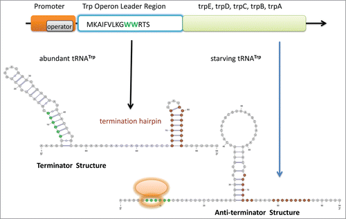 Figure 1. Schematic drawing for Tryptophan operon leader. The Trp codon (W) tandem is highlighted in green color in both the gene structure (the leader peptide sequence is shown) and the RNA secondary structures. The stem of the termination hairpin is colored in red in both terminator and anti-terminator structures. In the anti-terminator structure, the ribosome, stalling on the Trp tandem, impedes the formation of the first hairpin. The 5' portion (red) of the termination hairpin is then sequestered in an anti-terminator hairpin. The RNA secondary structures in Figures 1–4 are drawn via VARNA[Citation98].