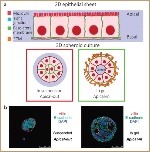 Figure 3. Cell polarity in multicellular assemblies. a) Schematic of apical-basal cell polarity in a 2D epithelial sheet where the basal side faces the ECM, and of spheroids, whose polarity depends on culturing technique. b) Immunofluorescence staining of colorectal cancer spheroids both in suspension and embedded in type I collagen cultured for 48 hours, demonstrating apical-out polarity when in suspension or apical-in when in a scaffold. Red: villin; green: E-cadherin; blue: DAPI. (b) is reprinted and adapted from [Citation56], Copyright 2016, with permission from Elsevier