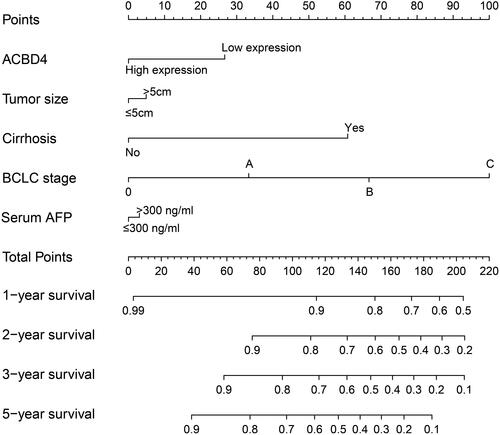 Figure 5 The nomogram of ACBD4 and clinical parameters in the GSE14520 HBV-related HCC cohort.