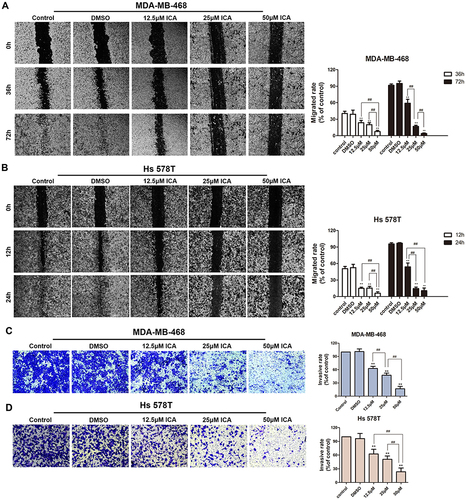 Figure 4 MDA-MB-468 and Hs 578T lines in culture were treated with 12.5, 25, 50μM ICA or 0.1% DMSO for 24 h. (A and B) The wound healing assay examined the cell migration ability. Images were obtained at 0, 12, 24, 36 or 72 h; n = 3. (C and D) The transwell assay examined the effects of ICA treatment on MDA-MB-468 and Hs 578T cells invasion ability; n = 3. Mean ± S.D. Data are representative of 3 independent determinations. **p < 0.01, compared with the control group; ##p < 0.01, compared with the experimental group. Bar: 500 μm.