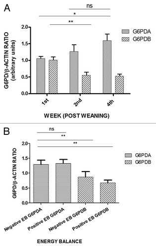 Figure 2. Average relative expression of the oG6PDH protein isoforms in the ovine adipose tissue. (A) Average relative expression of the oG6PDA and oG6PDB protein. Relative amounts of protein were determined in each sample with β-actin protein as the housekeeping gene product and endogenous control. Each sample was analyzed from each biopsy consisted of 7 animals. (B) Average relative expression of oG6PDA and oG6PDB proteins in the ovine adipose tissue. Data were merged in 2 groups according to their negative or positive energy balance. oG6PDA and oG6PDB protein expression vs. negative or positive energy balance. Relative amounts of protein were determined in each sample and β-actin protein as the endogenous control. Values are in arbitrary units (mean ± SEM, n = 6, P > 0.05, ns, not significant).