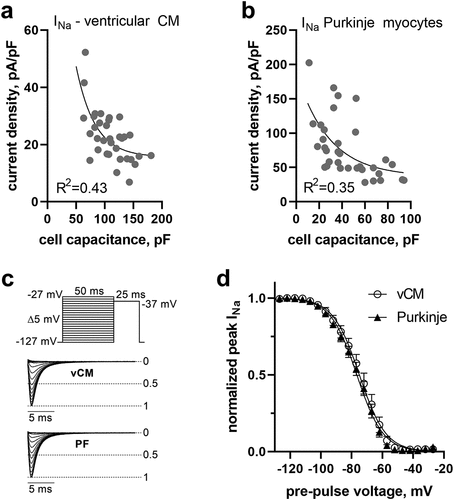 Figure 1. Na current density (INa) relates inversely to cell capacitance in mouse ventricular and Purkinje myocytes. INa density plotted against whole-cell capacitance values of individual ventricular (a) and Purkinje (b) myocytes isolated from the hearts of wildtype mice. (c) Voltage-clamp protocol and normalized original INa traces in ventricular (vCM) and Purkinje (PF) myocytes to test for steady-state voltage-dependence of fast inactivation. (d) Steady-state voltage dependence of fast inactivation for ventricular and Purkinje myocytes. Boltzmann function fit values for the half point of inactivation (V50) amounted to −75 and −77 mV and for the corresponding slope factor (k) to −8.6 and −8.6 mV, respectively.