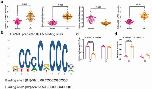 Figure 1. KLF5, DANCR and ZEB1 are upregulated while miR-145-3p is downregulated in CC tissues and KLF5 activates DANCR in CC cells. (a) Expression of KLF5, DANCR, miR-145-3p and ZEB1 in CC and normal tissues was determined using RT-qPCR; (b) binding site of KLF5 of DANCR promoter was predicted using JASPAR; (c) KLF5 binding DANCR promoter region was assessed using luciferase report gene assay; (d) Relative enrichment of KLF5 in DANCR promoter was detected by ChIP assay; n = 112 in Fig. A, N = 3 in Fig. C, D; the measurement data conforming to the normal distribution were expressed as mean ± standard deviation and unpaired t-test was performed for comparisons between two groups. B1, cyclin B1; B2, cyclin B2