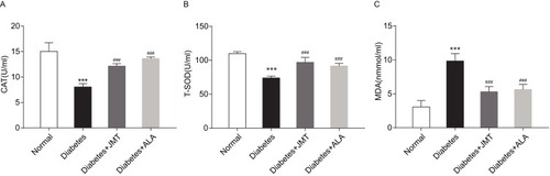 Figure 3 JMT attenuated serum oxidative stress in diabetic rats.