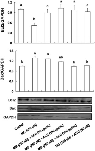 Figure 4. Effects of ACE (50–200 μg/mL) and AITC (50 μM) on Bcl2 and Bax levels in MG (250 μM)-induced Neuro-2A cells. The Neuro-2A cells pre-treated with ACE or AITC for 6 h. In turn, the cells were treated with MG for 24 h. MG, methylglyoxal; AITC, allyl-isothiocyanate; ACE, Actinidia callosa peel ethanol extracts. Data are shown as mean ± SD (n = 3). Different letters indicate significant differences (p < 0.05).