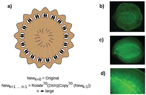 Figure 3. (a) Radially symmetric, hypercephalized outcome of multiple A-P axis duplication and symmetrization as the number n of duplicates becomes large. Such outcomes have been observed following β-catenin RNAi [Citation32]. (b, c) Radially symmetric, hypercephalized outcomes, visualized with synapsin staining, obtained by allowing PT fragments from cryptic worms [Citation73] to regenerate in plain water. d) detail of apparently duplicated circumferential VNC in (c), showing nearly continuous clustering of neurons into apparently proto-cephalic structures [cf. Citation32, Figure 3]