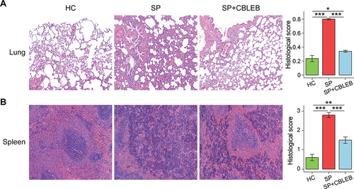 Figure 2 CBLEB treatment partially alleviated SP infection-induced organ damage. (A) Representative images of lung samples stained by H&E and the corresponding histological scores. (B) Representative images of spleen samples stained by H&E and the corresponding histological scores. *P < 0.05; **P < 0.01; ***P < 0.001.