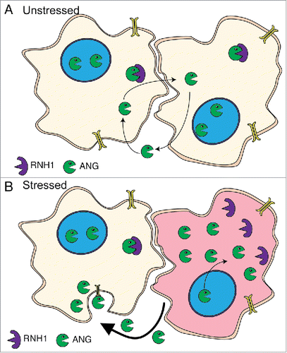 Figure 1. ANG localization regulates its activity. (A) In unstressed cells, ANG (Green) is primarily localized in the nucleus. The cytoplasmic pool of ANG is held in an inactive state through interaction with RNH1 (Purple). A minor pool of ANG is secreted, found in serum and is able to be taken up by surrounding cells. (B) In a stressed cell (red), ANG dissociates from RNH1 and relocalizes from the nucleus to the cytoplasm. ANG expression is also induced, likely as a result of increased transcription. Stressed cells actively secrete ANG to surrounding cells which take up ANG via a receptor mediated endocytosis.