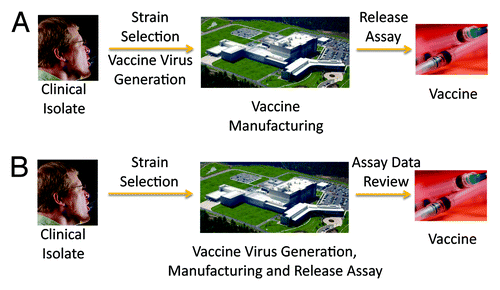 Figure 1. Broad overview of the (A) current influenza vaccine global system from clinical isolate to final commercial vaccine and (B) anticipated system. Advancements at every step streamline the process, generating a new global system in which information on genetic sequences, antigenicity testing, and release assays rather than materials are the primary items shared, resulting in accelerated and increased vaccine supply. Images courtesy of Debora Cartagena and Brian Judd/James Gathany.