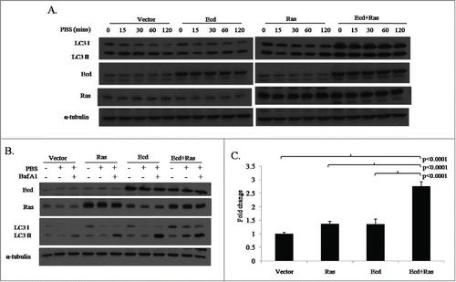 Figure 7. Co-overexpression of Ecd and Ras induces upregulation of autophagy marker LC3. (A) Cells were growth factor deprived by culture in PBS for the indicated time points. Lysates were blotted with the indicated antibodies. (B) Cells were growth factor deprived by culture in PBS for 2 hours and treated with or without Bafilomycin A1. Lysates were blotted with the indicated antibodies. (C) The indicated cell lines were analyzed for LC3B mRNA expression by q-RT-PCR. Fold change relative to vector expressing cell lines are shown. Mean +/− SD and p-values are shown for triplicate samples from 3 independent experiments (N = 3).