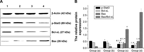 Figure 11 Western blot analyses of p-Stat3, Bcl-xL, and Bax protein expression. p-Stat3 =89 kDa; Bcl-xL =27 kDa; Bax =26 kDa; β-actin =42 kDa.Notes: (A) Bax, pStat3, and Bcl-xL analysis by Western blot. Lane 1, blank control; lane 2, gene transfection-alone group; lane 3, the thermotherapy-alone group; lane 4, the combined therapy group. (B) Corresponding optical density ratio of p-Stat3/β-actin, Bcl-xL/β-actin, Bax/β-actin, and Bax/Bcl-xL. Data are reported as mean ± standard deviation (N=10). Group (a), blank control; group (b), gene transfection-alone group; group (c), the thermotherapy-alone group; group (d), the combined therapy group. *P<0.05, compared with blank control; ☆compared with gene transfection-alone group; #P<0.05, compared with the combined therapy group; ^P.0.05, compared with the blank control group; ※P<0.05, compared with the combined therapy group.Abbreviations: Bax, bcl-2 associated X protein; Bcl-xL, B-cell lymphoma-extra large; Stat3, signal transducer and activator of transcription 3.