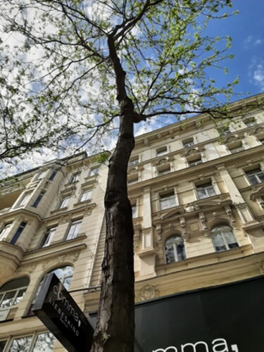Figure 1. ‘I was on Mariahilferstraße [name of the street] and saw this tree. It is like a little piece of nature for me because even though this is a shopping street, there is still a bit of green. And that is great. You always have a little piece of nature on your way, so to speak!’ Male, 11 years.