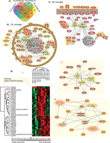 Figure 2. Shot gun analyses of proteins isolated from cortex or spinal cord microglia cells. (a) Venn diagram of the unique protein of microglia cells. Pathway analyses of specific proteins isolated from (b) Cx-M and (c) SpC-M, after treatment 500 ng/mL LPS for 24 h. (d) Representative Heat map of the common proteins, quantified by label free and analyses by MaxQuant with a P value = 0.05 (i), and pathways obtained from each cluster: pathway analyses of cluster 2, common to spinal cord and Cx-M after LPS treatment (ii), and pathway analyses of cluster 3, containing only Cx-M (iii). The analyses were performed in triplicate (n=3)