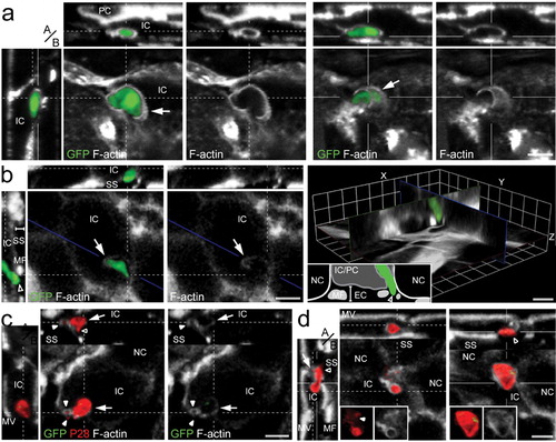 Figure 1. Selected 3D confocal image datasets of mosquito midguts infected with P. berghei GFP fluorescence parasite showing invading ookinetes surrounded by actin hood structure while exiting the epithelium. Panels show representative images and include single confocal sections in the x–y plane as well as pseudo-cross-sections in the perpendicular (apical, basal, a/b) z axis, which are x–z (top) and y–z (left). The x- and y-axes are always in the plane of the epithelium. The position of the pseudo-cross-sections is indicated in the main images by fine white lines crossing in the parasite image; similarly, the plane of the main image is indicated by a fine white line in each pseudo-cross-section. Parasite (green); P28 staining (red); F-actin staining with phalloidin (grey); microvilli (MV); muscle fibres (MF); invaded cells (IC); neighbour cells (NC); extracellular space (EC); cell being protruded to the midgut lumen (PC); sub-epithelial space (SS); Scale bars represent 5 μm. (a) An ookinete (green) partially covered by a thick actin-rich hood (arrow) while exiting a midgut cell. A more apical view of the ookinete (dashed lines; left image set) which is fully surrounded by actin hood as well as a more basal view of the same ookinete (solid lines; right image set) showing clearly that this ookinete exits the cell. The dashed and solid lines correspond to the section plane of the image sets. (b) An ookinete (green) emerging from the basolateral side of the invaded cell with its anterior end in the extracellular space (SS; empty arrowhead) and the posterior end inside the cell. The intracellular part of the ookinete is covered by a thin actin hood (arrow), best seen in the F-actin single channel image in the middle. The invaded cell is being protruded towards the midgut lumen (handlebar, y–z pseudo cross-section) as evidenced by the elevated basal cell surface. The position of the ookinete in respect to the epithelial cells is best viewed in the image on the right, which displays three sections arranged in their original relative orientations to give a pseudo-3D appearance simulating a slice as indicated by a blue line. Inset is a cartoon representation of the visible features. (c) A dead ookinete indicated by strong P28 staining but only remainders of GFP fluorescence, with its anterior end in association with the basolateral side of the invaded cell and fully surrounded by a thick ring-shaped F-actin hood (arrowhead). Note the signs of lysis at the anterior end (hollow arrowhead). The parasite is still inside the invaded cell and surrounded by a thinner actin hood than at the anterior end (arrows). Left panel is an overlay of all channels, while the right panel display F-actin only. (d) A dead ookinete (red) exiting the epithelium at the basolateral side of the invaded cell (y–z pseudo-cross-section) with its intracellular part covered by a distinct actin hood. Note the signs of lysis (solid arrowheads) and the thick ring-shaped F-actin hood (hollow arrowhead) at the posterior end in contrast to the parasite in c. The image on the left presents a more apical section (dashed lines), whereas the image on the right shows a more basal section (solid lines). Insets display individual P28 and F-actin channels.