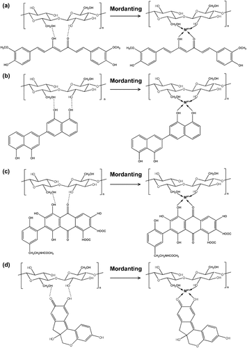 Figure 10. Schematic representation of interaction of PALF, metal, and dye; (a) turmeric, (b) ebony, (c) lac, and (d) sappan (when Mx+ = mordant Al3+, Ca2+, Na+).