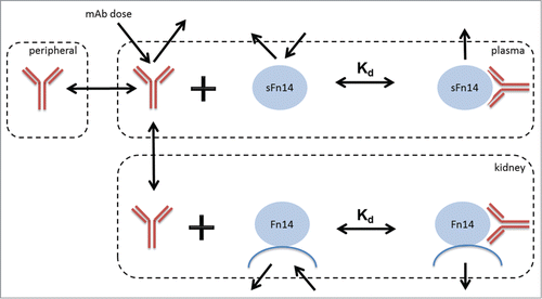 Figure 1. The mechanistic SoA model developed for predicting target coverage on membrane Fn14 in kidney in the presence of circulating soluble Fn14.