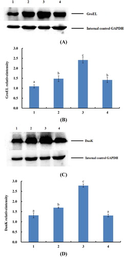 Figure 2. The results of western blot. (A) indicates the group of gene groEL. (B) the analysis of gray level of the GroEL protein expression. (C) indicates the group of gene dnaK. (D) the analysis of gray level of the DnaK protein expression. The labeling 1, 2, 3, 4 indicate that E. coli was inhibited by the 0, 0.16, 0.31, 0.62 mg/mL (0, 1/2, 1, 2 MIC) cinnamic aldehyde, respectively. The different letters (a, b, c) mean that variance of two samples is significant (P < .05).