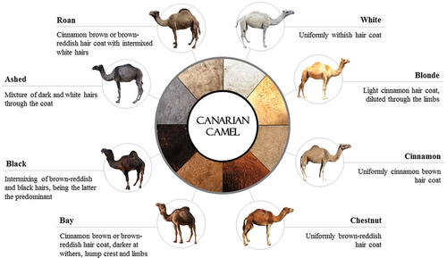 Figure 1. Coat color phenotypes accepted within the Canarian camel breed standard (Fernández de Sierra and Fabelo Marrero Citation2017).