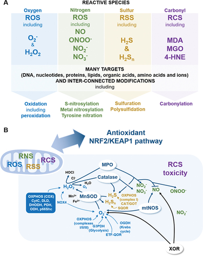 Figure 3. (a) key reactive species from the reactive species interactome. Major reactive species are presented for each family. Reactive species target mostly any intracellular and extracellular compounds, including DNA, proteins, lipids and themselves. Non-exhaustively, several notable modifications induced by different reactive species are presented. (b) Only ROS in mitochondria? Presence of ROS, RNS, RSS, RCS in mitochondria is highlighted, which includes notable enzymes involved in both RSI dynamics, and mitochondria homeostasis. CAT/GOT, cysteine aminotransferase/glutamate oxaloacetate transaminase; CytC, cytochrome c; COX, cytochrome c oxidase; DHODH, dihydroorotate dehydrogenase; DLD, dihydrolipoamide dehydrogenase; ER, Endoplasmic Reticulum; ETF-QOR, electron transfer flavoprotein-ubiquinone oxidoreductase; G3PDH, glycerol 3-phosphate dehydrogenase; GPX4, glutathione peroxidase 4; hydroxy-aa, hydroxyl-amino acid; MnSOD, manganese superoxide dismutase; MPO, myeloperoxidase; mtNOS, mitochondrial nitric oxide synthase; NO, nitric oxide; NOX4, NADPH oxidase 4; ODH, 2-oxoglutarate dehydrogenase; OGDH, 2-oxoglutarate dehydrogenase; OXPHOS, oxidative phosphorylation; PDH, pyruvate dehydrogenase; RCS, reactive carbonyl species; SQOR, sulfide quinone oxidoreductase; XOR, xanthine oxidoreductase.