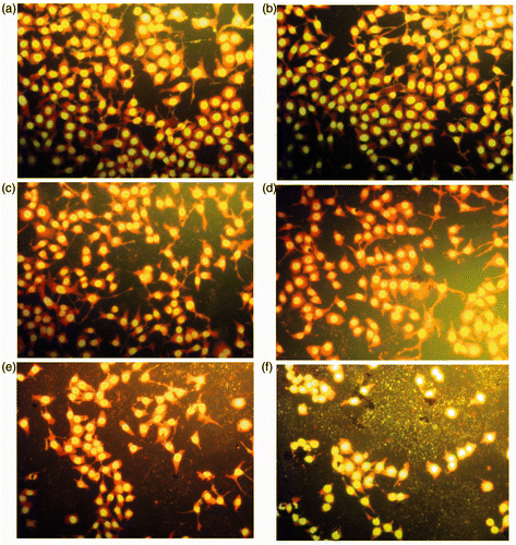 Figure 5. Changes of HELF cells morphology (dyed by AO) after exposure to MWCNTs-COOH. Concentrations of MWCNTs-COOH: (a) 0 µg/mL, (b) 5.0 µg/mL, (c) 20.0 µg/mL, (d) 50.0 µg/mL, (e) 100.0 µg/mL, (f) 200.0 µg/mL.