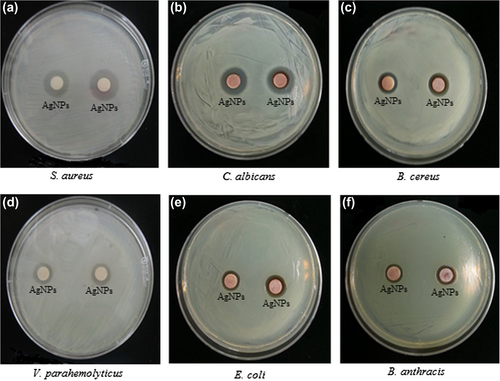 Figure 5. Antimicrobial activity of silver nanoparticles against Staphylococcus aureus [ATCC 6538] (a), Candida albicans [KACC 30062] (b), Bacillus cereus [ATCC 14579] (c), Vibrio parahaemolyticus [ATCC 33844] (d), Escherichia coli [ATCC 10798] (e) and, Bacillus anthracis [NCTC 10340] (f), respectively.