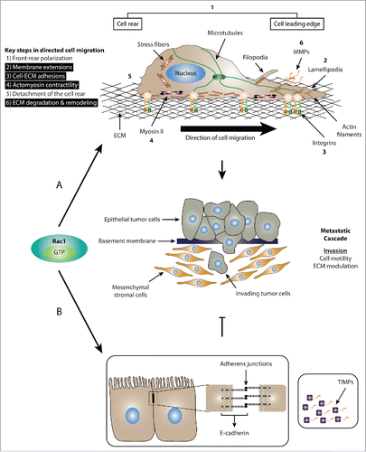Figure 1. Dual role of Rac1 in cell migration. (A) Schematic representation of the role of Rac1 in promoting cell migration and invasion. Mesenchymal cell migration and invasion is governed by a number of key cellular events, including 1) front-rear polarization characterized by the acquisition of an asymmetrical morphology, reorientation of the nucleus and repositioning of the microtubule organizing center (MTOC) in front of the nucleus; 2) formation of membrane protrusions, including lamellipodia, filopodia and invadopodia; 3) stimulation of focal complex and focal adhesion assembly and turnover; 4) actomyosin contractility to generate the traction force required for cell movement; 5) detachment of the cell rear to allow forward movement of cells; 6) ECM degradation and remodeling through the action of proteases, such as MMPs. Activation of Rac1 is implicated in a number of cellular processes (highlighted in black) that drive cell migration and invasion. (B) Schematic representation of the role of Rac1 in inhibiting cell migration and invasion. Upon activation, Rac1 has been shown to enhance the formation of E-cadherin-mediated cell-cell adherens junctions, which is linked to reduced cell motility and invasion. Additionally, Rac1 also regulates the expression of TIMPs, which counteract the effect of MMPs, thereby inhibiting ECM degradation and reducing cell invasion.