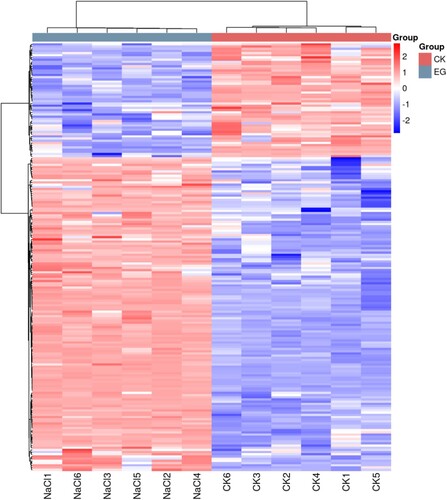 Figure 4. Hierarchical clustering heatmap of differential metabolites. The relative content of metabolites from low to high is graphically depicted by the change in blue and red hues. Each sample variety is visualized in a single column, and each metabolite is represented by a single row. CK and NaCl represent samples from the control and salt treatments with six replicates, respectively.